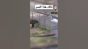 عن ذكاء هذا النسر اوقعها في الفخ بطريقة ذكية جدا Shorts 