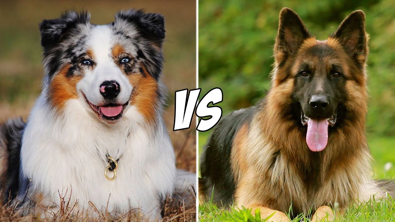 German Shepherd vs Australian Shepherd: Which Breed is Right for You ...