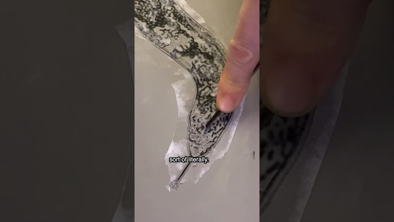 Вырезание изображения змеи в натуральную величину 🐍