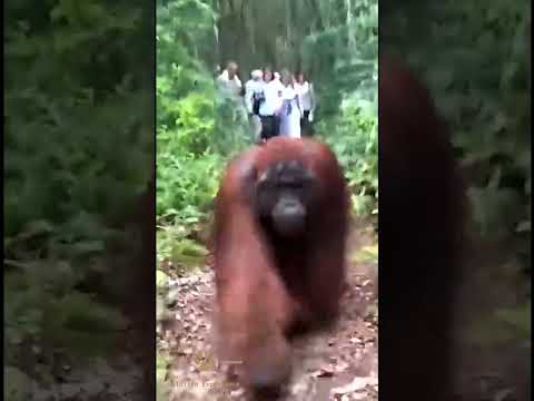 Orangutan Walks with