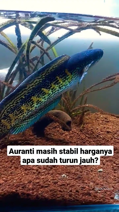 Harga ikan channa auranti terbaru⁉️