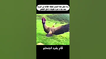 ردة فعل هذا النسر عندما تم إطلاقه في البرية 