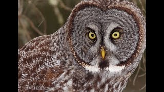 Great Gray Owl Portraits, Minnesota