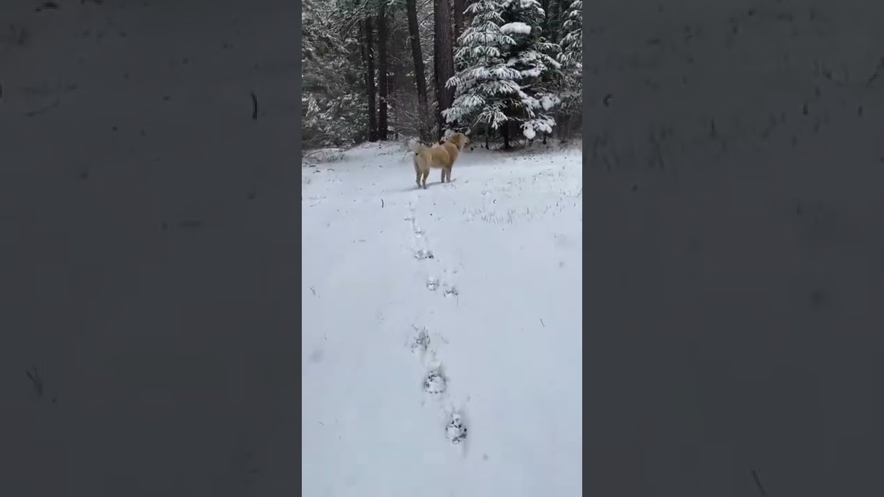 Winter is back . Central Asian Shepherds like cold weather .
