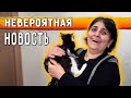 Приехала из Москвы. Новость про Кузю. Ричи убежал. Тишке составили рацион и лечение. Нукер в шоке...