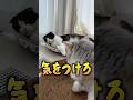 大事な話がある！！姉猫からの衝撃話 #shorts