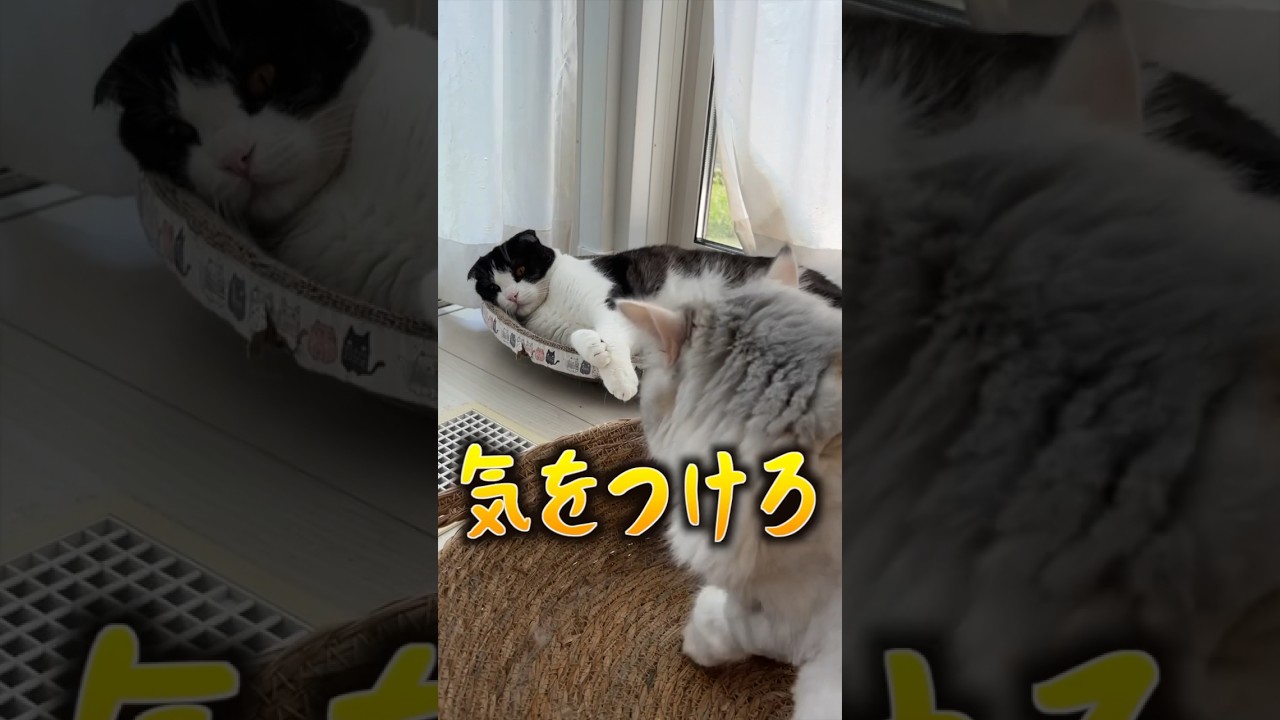 大事な話がある！！姉猫からの衝撃話 #shorts