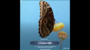 .. لَا تَسْمَعُ فِيهَا لَاغِيَةً ..- الشيخ عبدالباسط رحمه الله . مقطـع من سورة الغاشية .