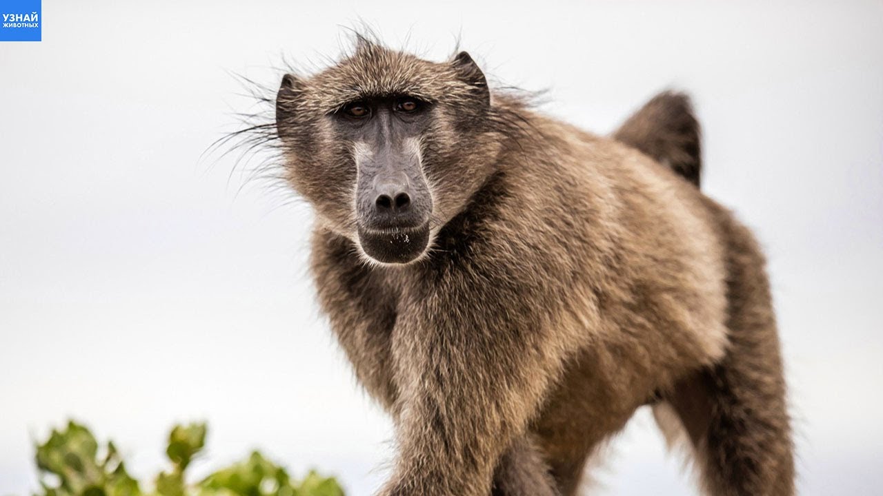 Бабуины Общаются Между Собой Как Люди / Павианы Самые Опасные Обезьяны в Африке