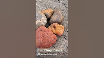 Rock tumbling - fossilized coral & friends  #rocktumbling #rocks #thefinders #rockhound #fossil