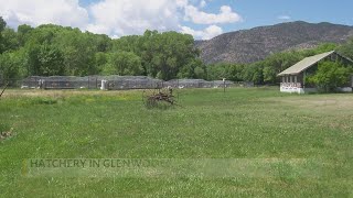 New Mexico Fish Hatchery Now Exclusively Producing Gila Trout