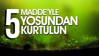 Akvaryumda Yosun Engelleme Yöntemleri - Aquarium Algae Control