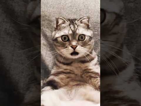 Jump Jump Cat Cat Cutecat Funny