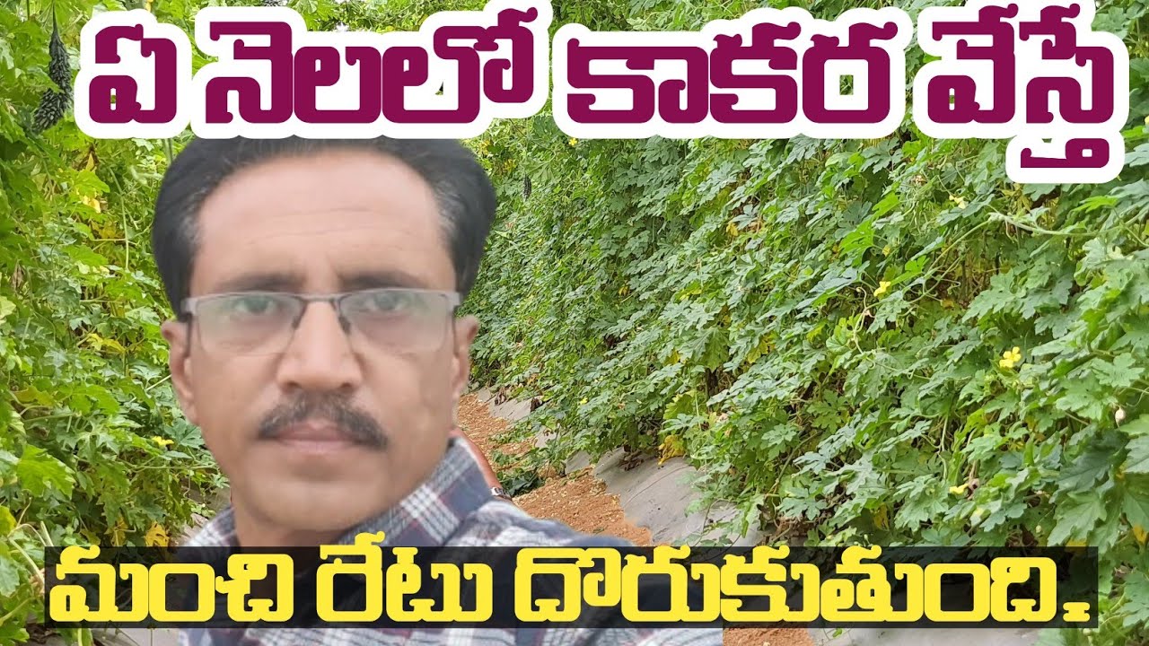 Kakara Sagu Telugu ||| Bitter Gourd Cultivation || కాకర సాగు || తీగజాతి కూరగాయలు.