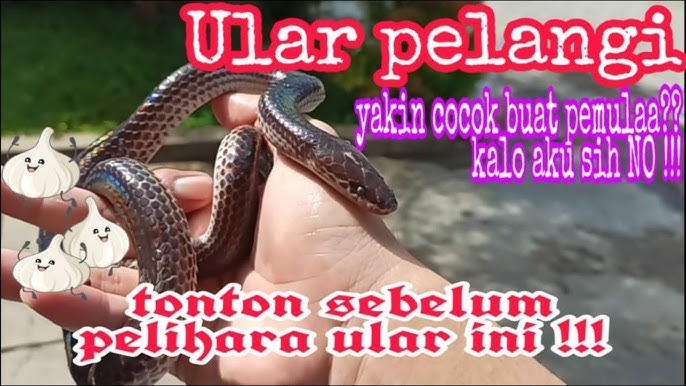 Ular ziyofatda eshakni sikishadi Ular ziyofatda eshakni sikishadi