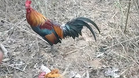 cuab qaib qus 2023tuaj zoo heev li