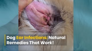 Dog Ear Infections: DIY Remedies That Work