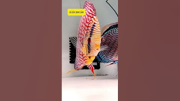 Mê chưa các anh chị ❤️ cận cảnh cá dĩa sinh sản luôn nha #moaquatics #fish #viral