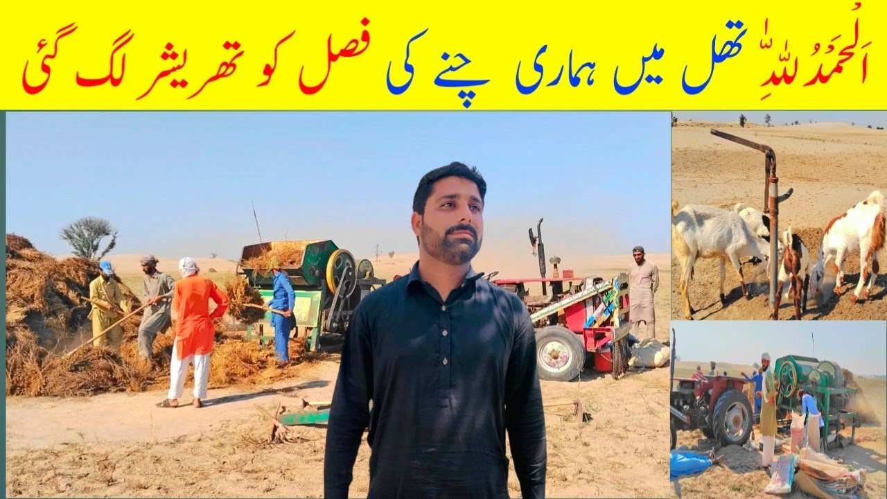 Thal Desert me aaj hamary chanay ki fasal ko Thareshar lag gai