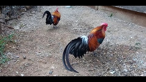 ส่งไก่ xa qaib dib zoo nkauj rau kuv me phooj ywg zoo