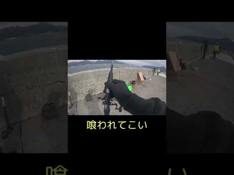 #釣り #泳がせ釣り #鰤 #ショア