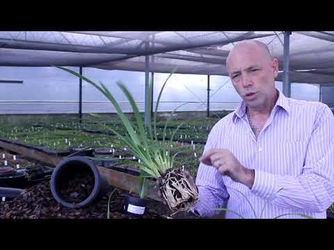 Vídeo: Qual é a palavra raiz de cultivar?