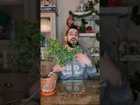 Video: Pistacia lentiscus (mastic) cov pos hniav yog dab tsi?