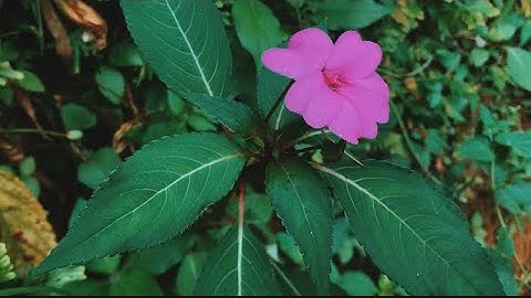 The Beauty of West Java