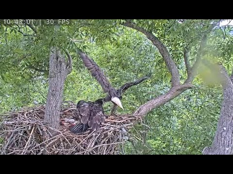 Dulles Greenway Eagle Cam - 