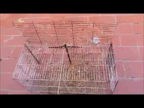 Trampa para palomas (VÍDEO MEJORADO) - YouTube