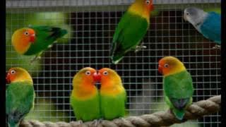 suara lovebird, SMS/HP: