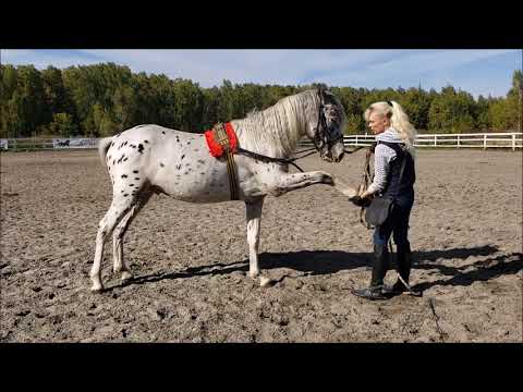 Вопрос: Как научить вашу лошадь ложиться?