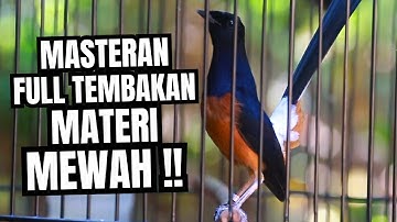 MASTERAN MURAI BATU FULL ISIAN TEMBAKAN KASAR MEWAH SANGAT AMPUH MELATIH MURAI BATU BONGKAR ISIAN