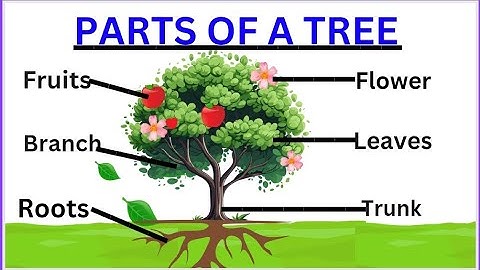 Parts Of A Tree | Trees | Science For Kids #preschoollearning