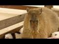 カピバラがモルモットの寝床に乱入！(Capybara break into guinea pig's nest! and...)