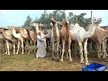 اكبر تاجر جمال في محافظة المنوفية كلها يفتح سوق كامل من الجمال العشر والأنية بلدي ياتحلق يامتلحقش 