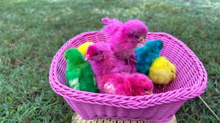 Tangkap Ayam Lucu, Ayam Warna Warni, Ayam Rainbow Gokil, Kelinci, Kucing Lucu, Bebek, Hewan Lucu