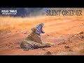 Silent Observer, Wildlife Film on Tadoba Andhari Tiger Reserve