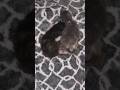 April 28th 2026 Cutie and Her Kittens Day 4