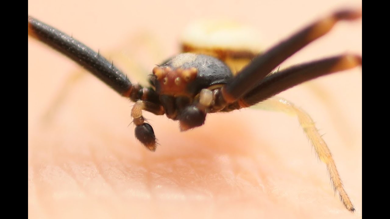 ПАУК БОКОХОД