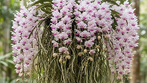 Lần Đầu Chăm Lan Ngọc Điểm? Đây là Tất Cả những gì bạn cần biết