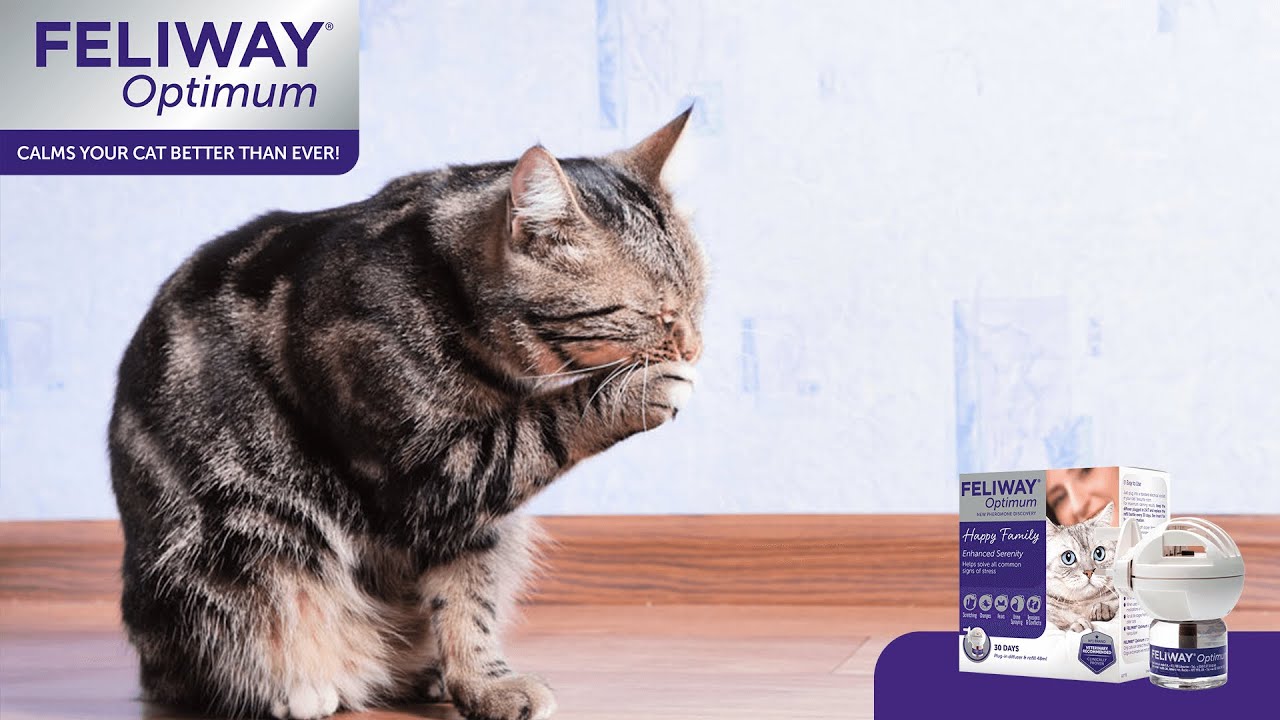 Feliway in Cat Anxiety and Calming 