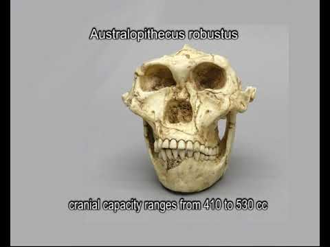 Australopithecus africanus