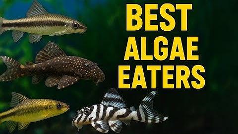 Top Algae Eaters for Freshwater Aquariums | Best Fish, Shrimp, and Snails for Clean Tanks
