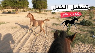 # فلوق (70) ركوب ب السرج وجالسين نتعلم عليه🫡🐎