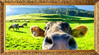 Funny Cow Aesthetic | Framed Art For TV Screen | 4K | Ambient Music