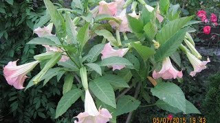 БУРНОЕ ЦВЕТЕНИЕ БРУГМАНСИИ!!! ЧАСТЬ 5/ Violent flowering Brugmansia !!! PART 5 БУРНОЕ ЦВЕТЕНИЕ БРУГМАНСИИ!!! ЧАСТЬ 5/ Violent flowering Brugmansia !!! PART 5