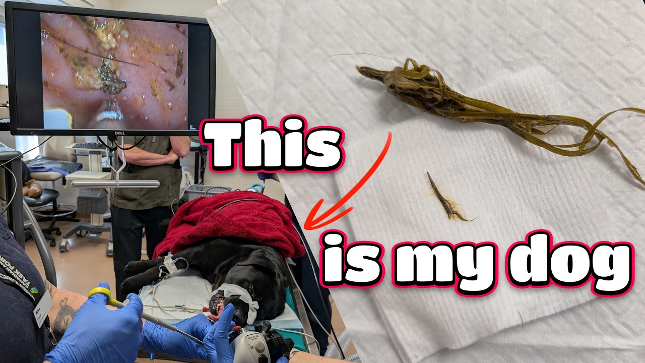 3 Lessons I Learned from My Dog