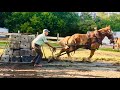 SINGLE HORSE PULL!!! // Battle of the Belgians: Lady vs. Bill