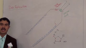 DNA replication full explanation  advance level in English by dr Hadi